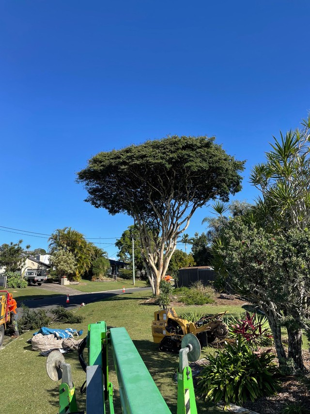 Home Page [speedlinetreesurgeryptyltd.mydurable.com]